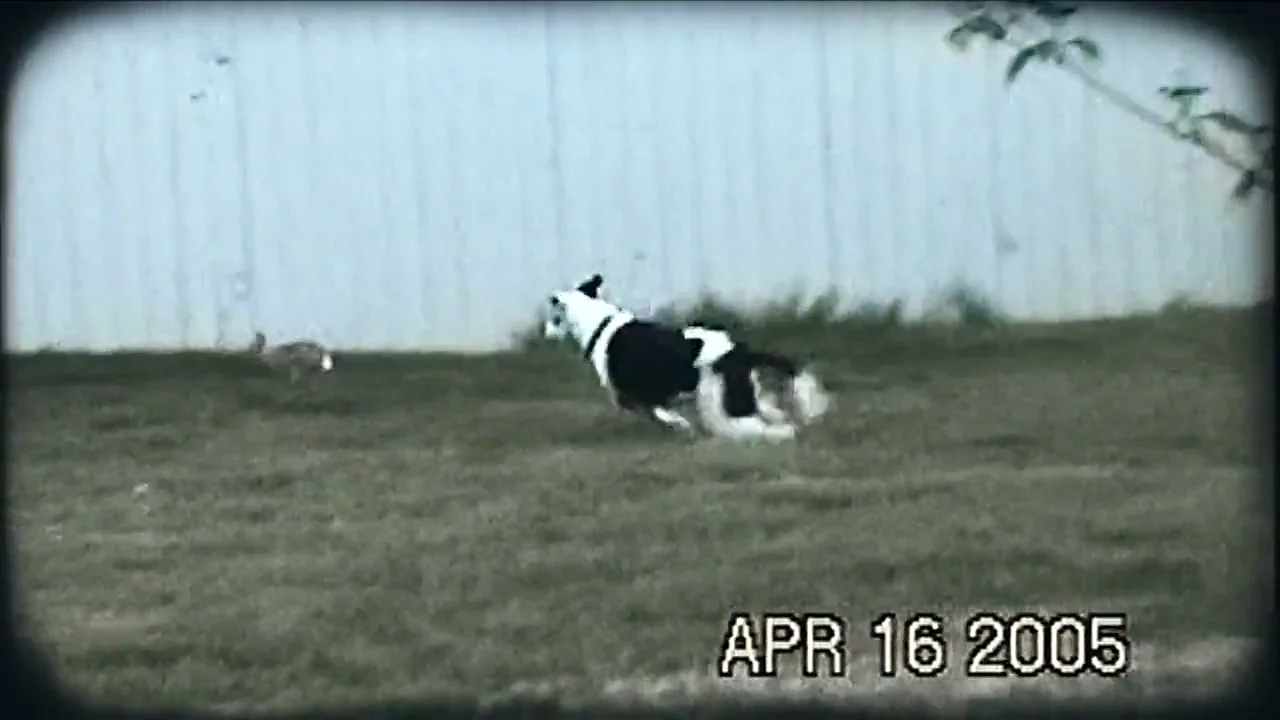 Griffey running across the backyard, home video from 2005