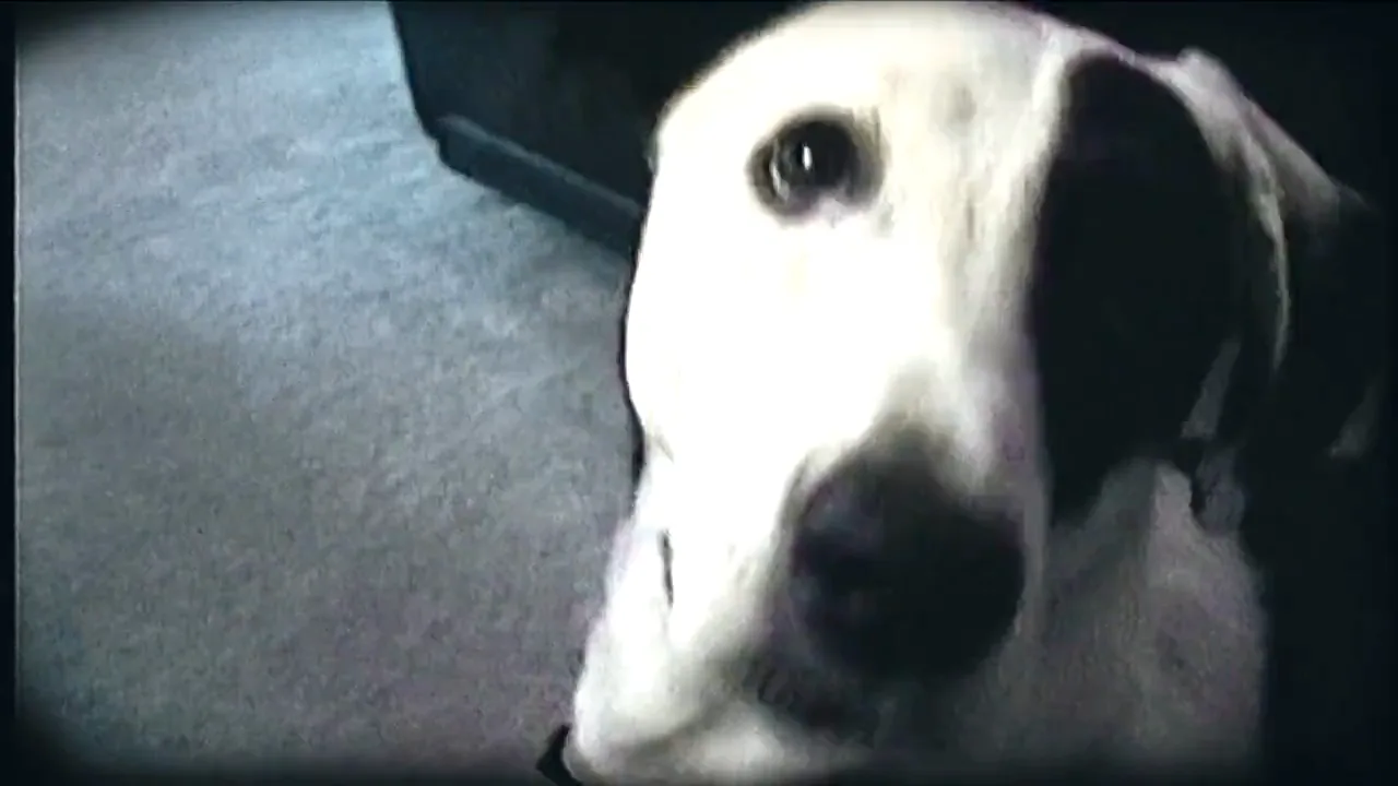 Close-up of Griffey looking up, home video from 2005